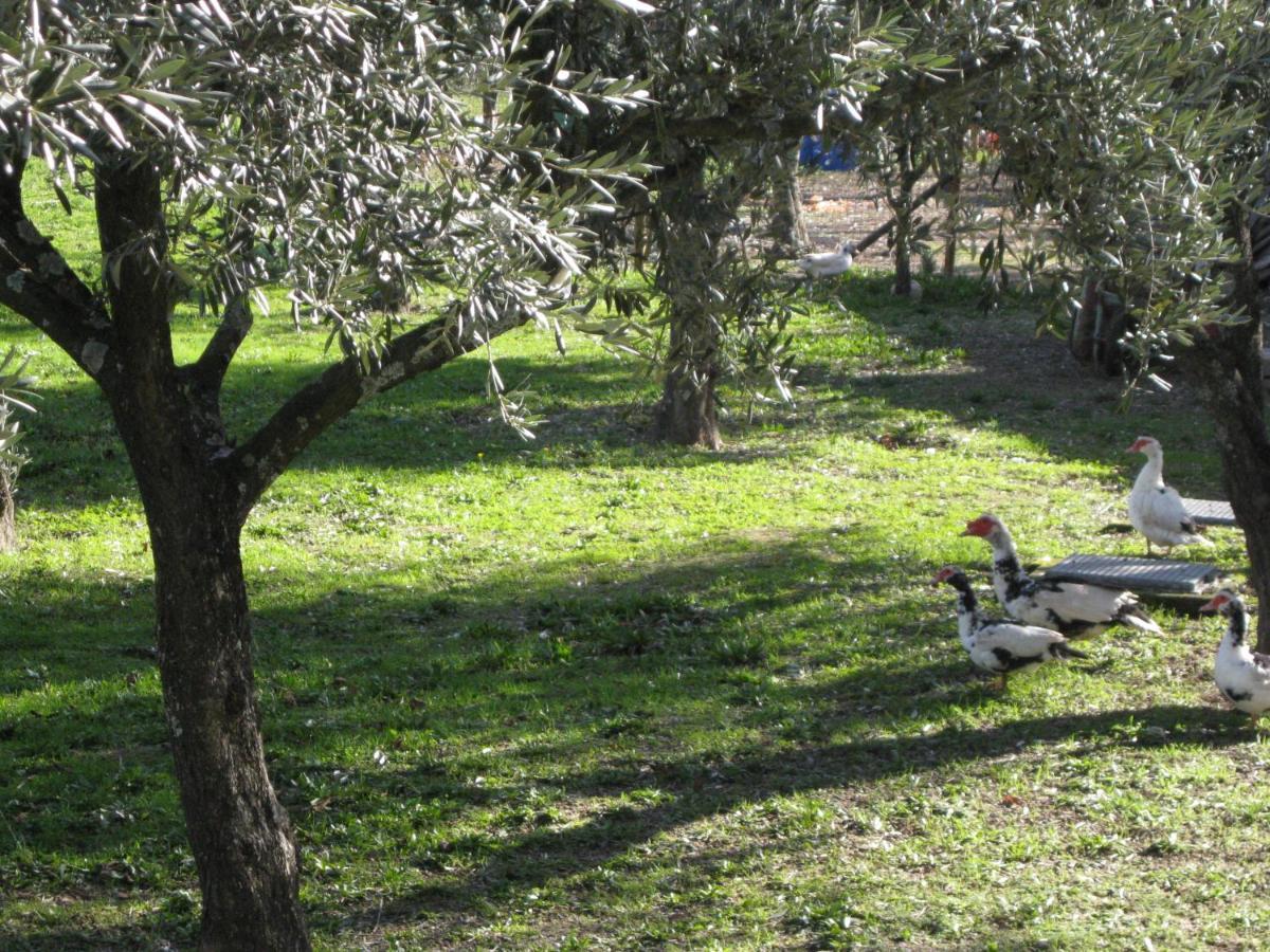 Quinta Souto Da Ordem - House Villa Castelo Novo Eksteriør bilde